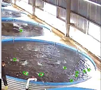 米兰在线登录大已完成浑浊水环境下鱼类表型实时监测与生长状态在线监控、高精度鱼苗投放计量系统以及高密度养殖车间生产管理等系统架构开发。